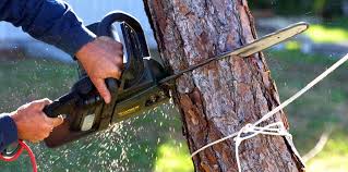 Best Tree Removal  in Glendora, CA