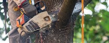 Best Palm Tree Trimming  in Glendora, CA