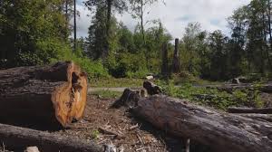 Best Utility Line Clearance  in Glendora, CA