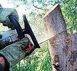 Professional Tree Care in Glendora, CA