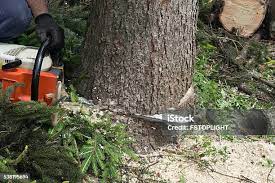 Best Emergency Tree Removal  in Glendora, CA
