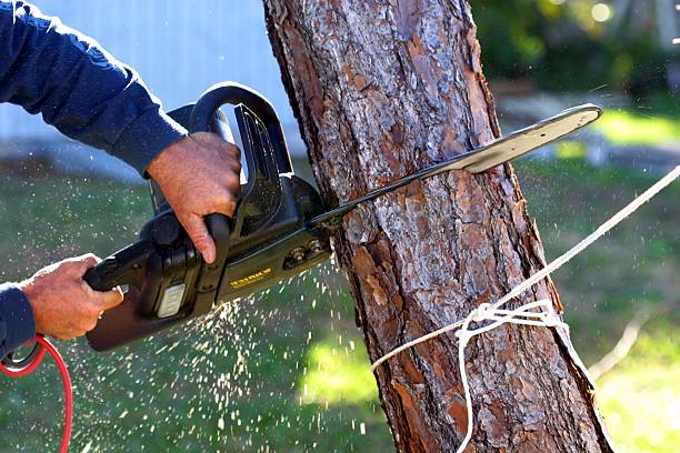 Best Hazardous Tree Removal  in Glendora, CA