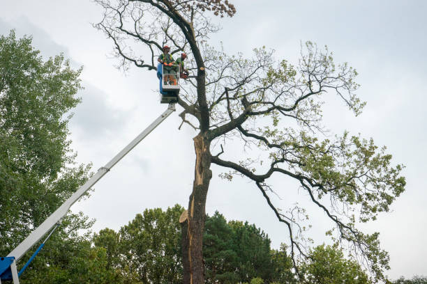 Best Tree Trimming and Pruning  in Glendora, CA