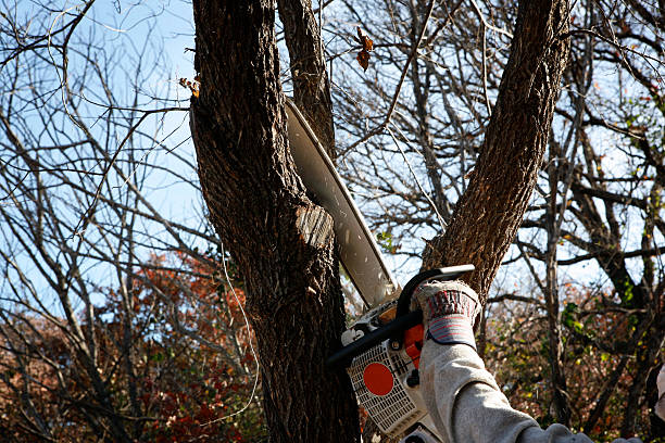 Best Lawn Watering Services  in Glendora, CA