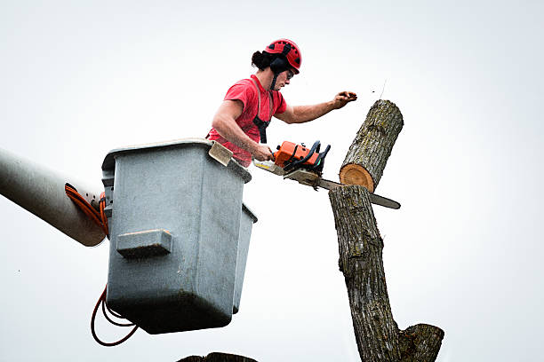 Best Firewood Processing and Delivery  in Glendora, CA