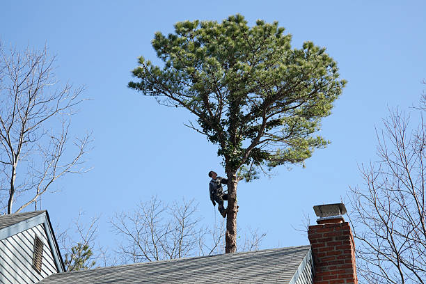 Best Tree Preservation Services  in Glendora, CA