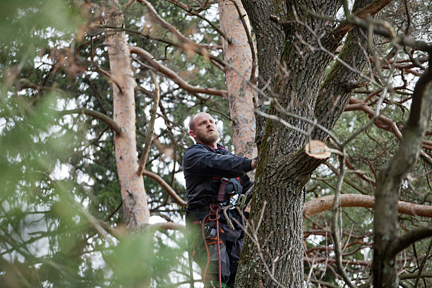  Glendora, CA Tree Care Pros