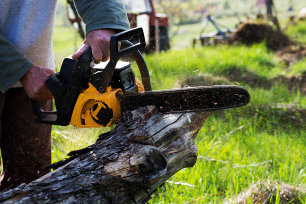 Leaf Removal in Glendora, CA