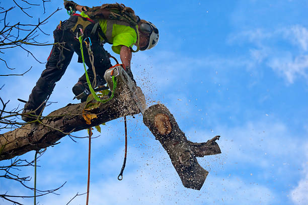 Best Commercial Tree Services  in Glendora, CA