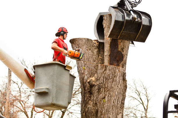 Best Leaf Removal  in Glendora, CA