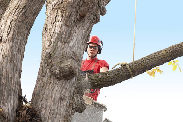 Best Seasonal Cleanup (Spring/Fall)  in Glendora, CA
